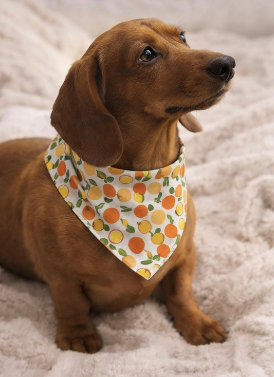 Unleash The Mangos! Scrunchie Dog Bandana